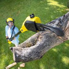 Best Commercial Tree Services  in Reinholds, PA