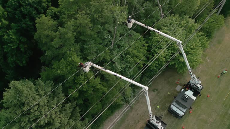 Best Palm Tree Trimming  in Reinholds, PA